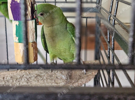 Pair of amazon's for sale