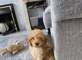 Male cockapoo for sale