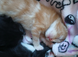 Litter of 5 kittens for sale