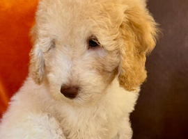 READY NOW! ONLY 1 LEFT, Stunning curly F1b Mini Labradoodle - Health tested parents