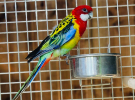 Rosella parrot