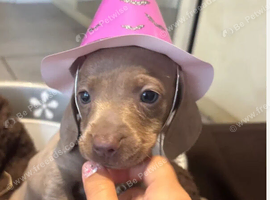 8 MINI DACHSHUND PUPS