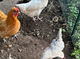 Free hens to good home