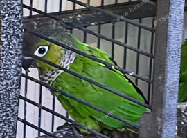Nice beautiful black cap babies for sale