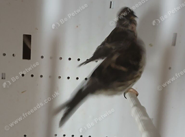 MEALY REDPOLL PAIR