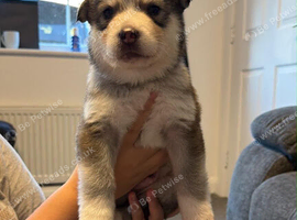 Alaskan malamute cross husky