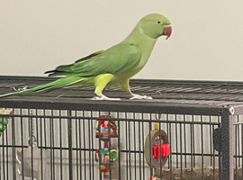 Indian ring neck