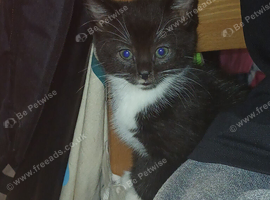 1 f tuxedo left
