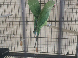 Two green ringneck young