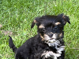 Norfolk terrier Cross, Yorkshire terrier