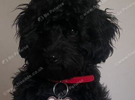 Black cavapoo
