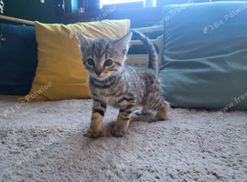 Cute little kittens
