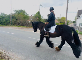 Stella Friesan x cob mare super safe!