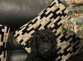 Beautiful male cockapoo last one