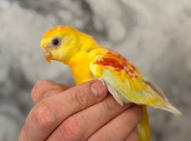 Hand-Reared Red Rump Parakeets
