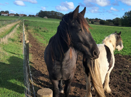 Fell Gelding for sale