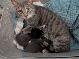 female kitten ready to be rehomed