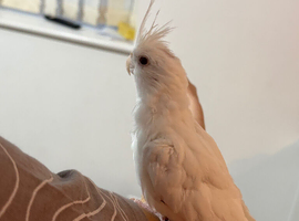 Albino Semi Tame cocktail
