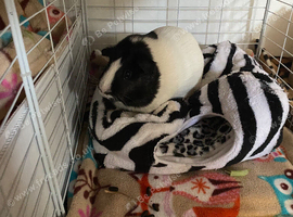 &ldquo;Milly&rdquo; beautiful female Guinea pig 8months old