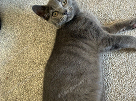 Beautiful 6 month old female kitten