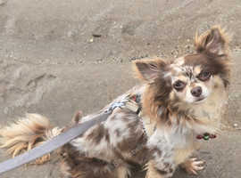 Long-haired merle stud dog