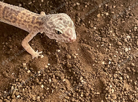 Albino Leopard gecko for sale