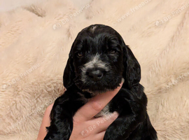 Beautiful black show type cocker spaniels
