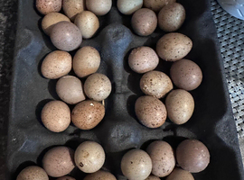 Hatching eggs for sale