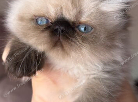 stunning pedigree Persian Kittens