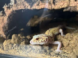 Albino leopard gecko + full set up