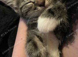 Male kitten