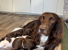 Sprocker bitch for sale