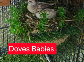 Variety of beautiful birds for sale with cages and equipment