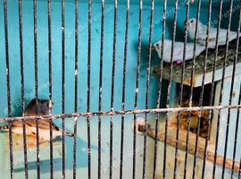 4 x zebra finches all young