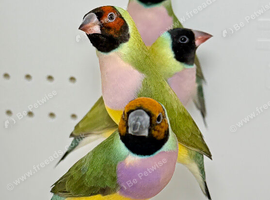 Female Gouldian finches for sale