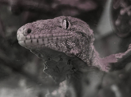 CB24 Female Leichianus Gecko