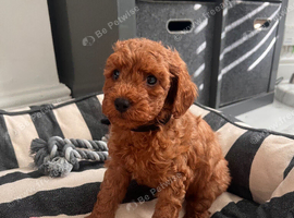 Absolutely adorable, Toy Red Poodles