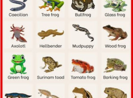 Rehoming Amphibians