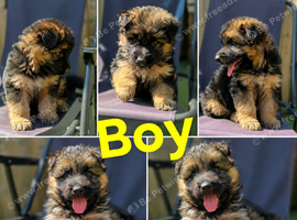 2  German shepherd beautiful puppies