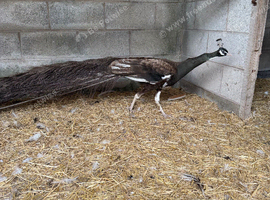 Bronze Blackshoulder Peacock and Peahen