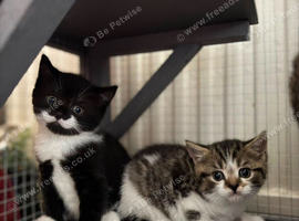 British Shorthair x kittens