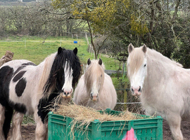 Full Retirement/Holiday/Youngstock Livery Spaces