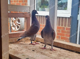 Mueleman racing pigeon for sale