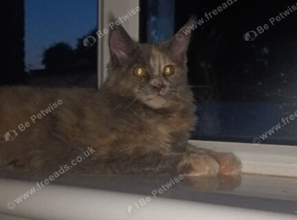 Tortie maine coon girl
