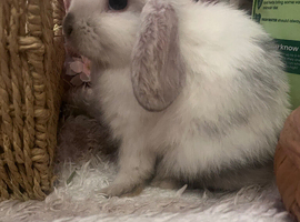 benny