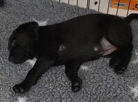 KC registered Black labrador puppy