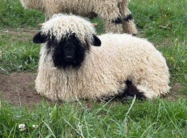 Valais Blacknose lambs