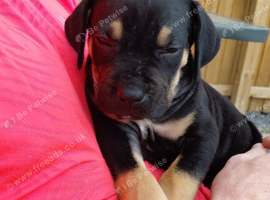 Tri Cane Corso Pup
