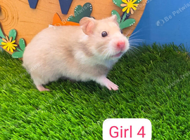 Stunning Syrian Hamster Girl Female Pedigree