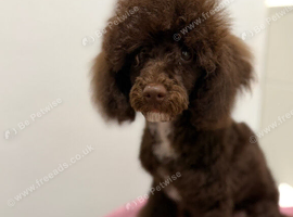 Poodle Female